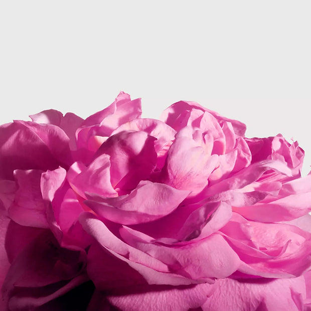 Radical Rose Extrait, 50ml